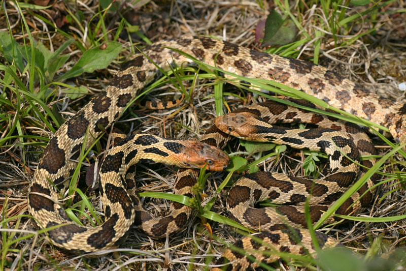 Western Fox Snake