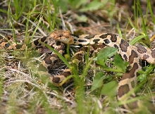 Western Fox Snake