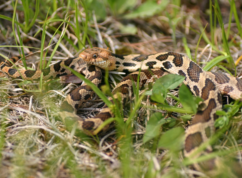 Western Fox Snake
