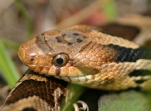 Western Fox Snake