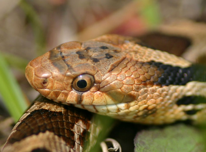 Western Fox Snake