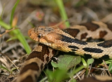 Western Fox Snake