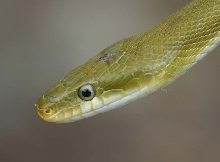 Western Green Ratsnake