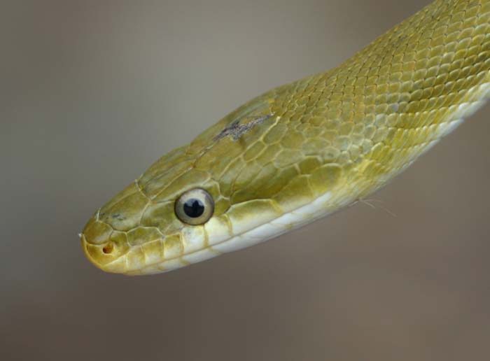 Western Green Ratsnake