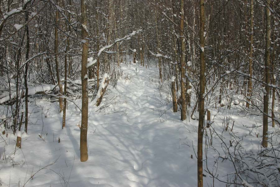 Willow Swale Trail