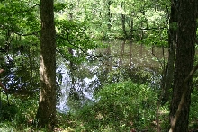 Ouachita National Forest Habitat