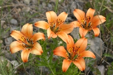 Wood Lily