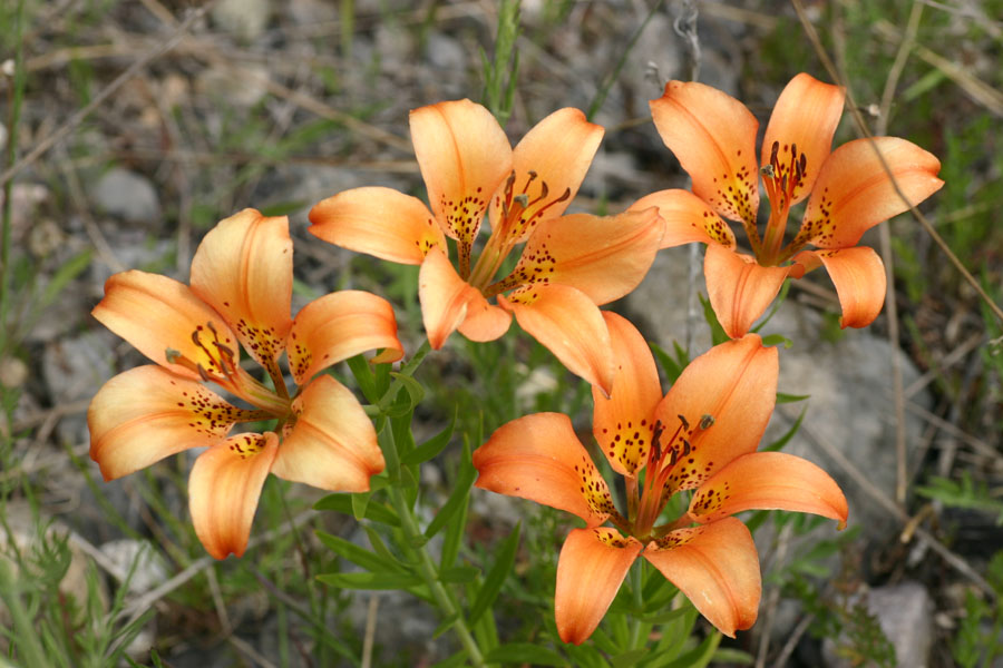 Wood Lily