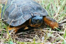 Wood Turtle