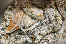 Calico Chinese  Beauty Snake