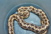 Elaphe bimaculata (Sylvestor)