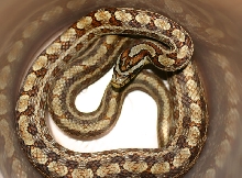 Chinese Twin-spotted Ratsnake