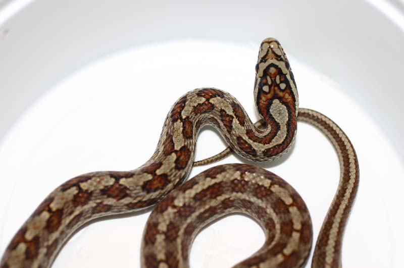 Chinese Twin-spotted Ratsnake