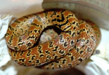 Japanese Forest Ratsnake