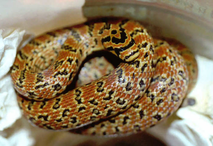 Japanese Forest Ratsnake