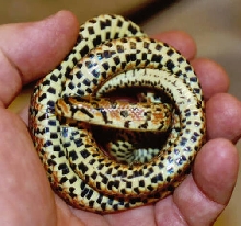 Japanese Forest Ratsnake