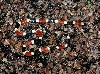 Arizona Coral Snake