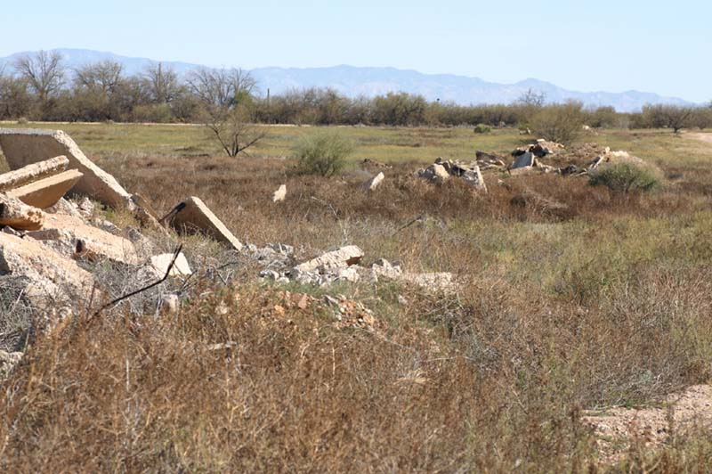 Sonoran Gopher Snake Habitat