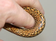 South Korean Dione's Ratsnake