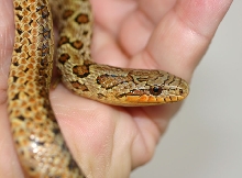 South Korean Dione's Ratsnake