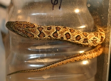 South Korean Dione's Ratsnake
