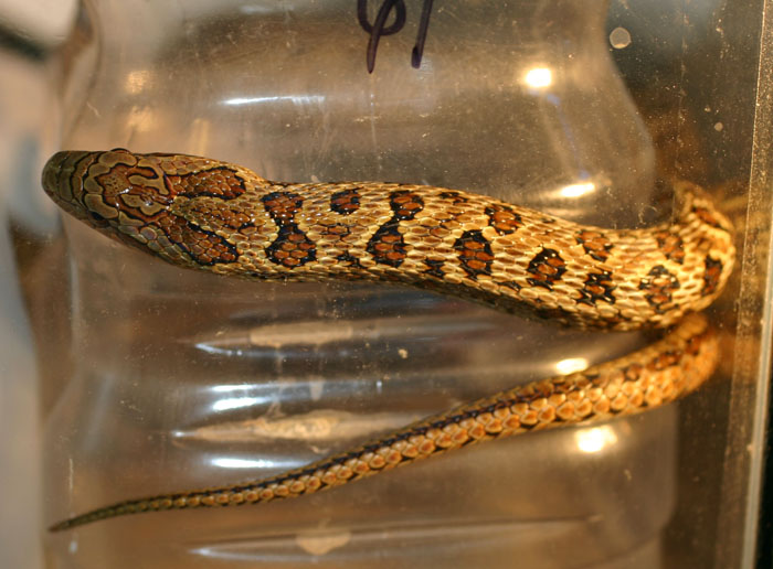 South Korean Dione's Ratsnake