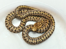 South Korean Dione's Ratsnake