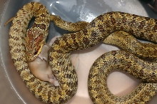 South Korean Dione's Ratsnake