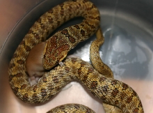 South Korean Dione's Ratsnake