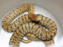 South Korean Dione's Ratsnake