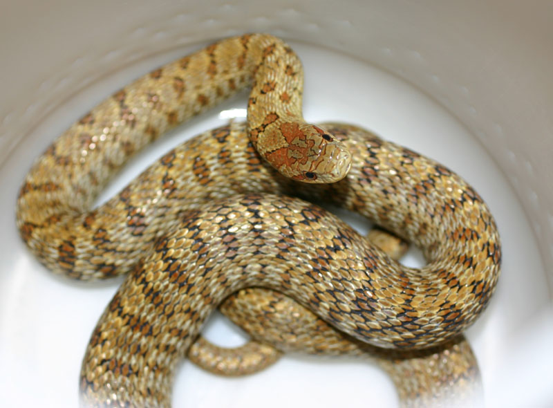 South Korean Dione's Ratsnake