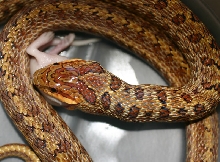 South Korean Dione's Ratsnake