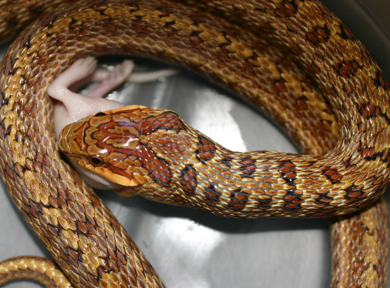 South Korean Dione's Ratsnake