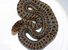 South Korean Dione's Ratsnake