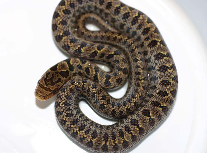 South Korean Dione's Ratsnake