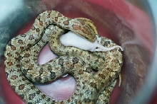 South Korean Dione's Ratsnake