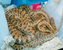 South Korean Dione's Ratsnakes