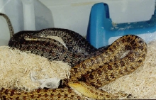 Steppes Ratsnakes