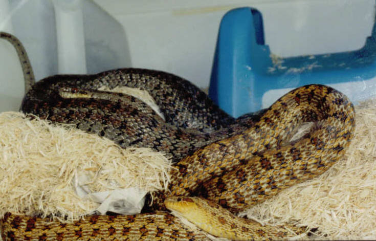 Steppes Ratsnakes