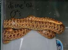 South Korean Dione's Ratsnakes