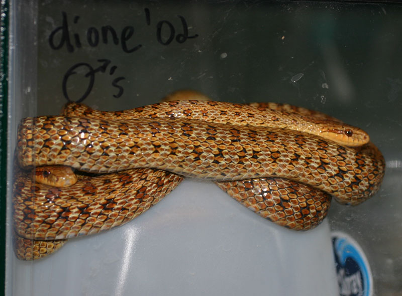 South Korean Dione's Ratsnakes