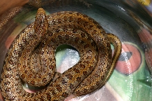 South Korean Dione's Ratsnake