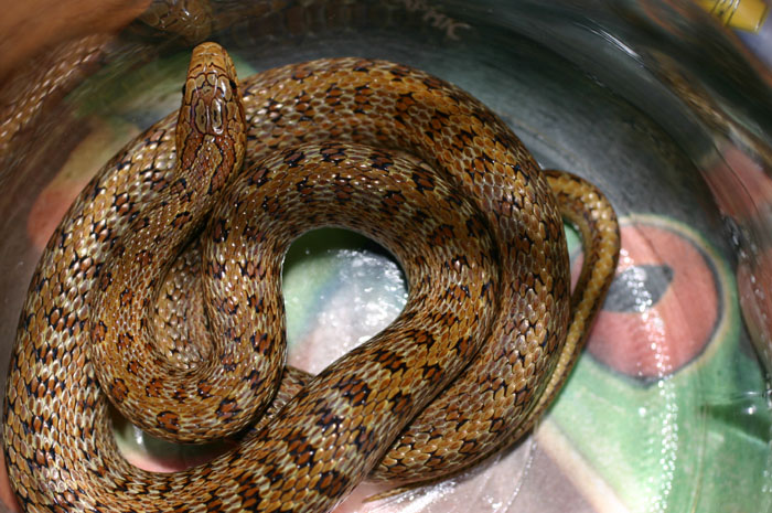 South Korean Dione's Ratsnake