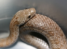 Silver Emory's Rat