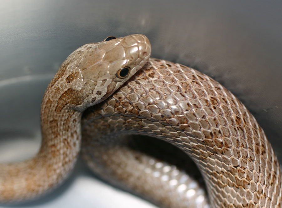 Silver Emory's Rat