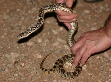 Sonoran Gopher Snake