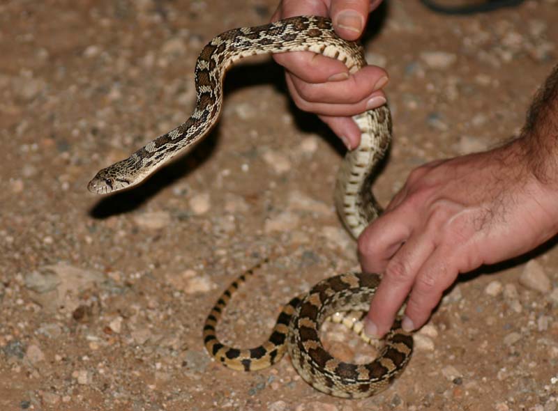 Sonoran Gopher Snake
