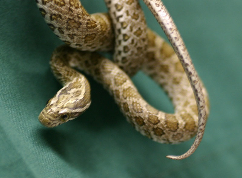 Western Plains Ratsnake