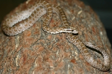 Western Emory's Ratsnake