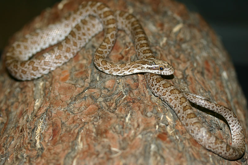 Western Emory's Ratsnake